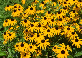 when to cut back black eyed susans
