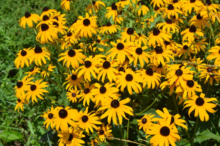 when to cut back black eyed susans