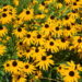 when to cut back black eyed susans