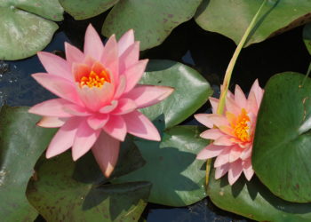 hardy water lilies canada
