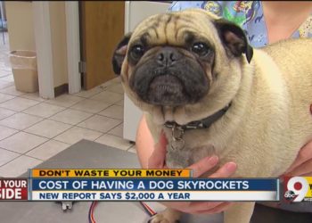 How much does it cost to remove a dog door?