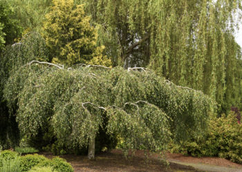 How do you care for a weeping birch tree?