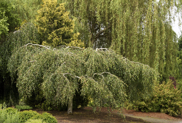 How do you care for a weeping birch tree?