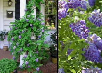 wisteria amethyst falls container