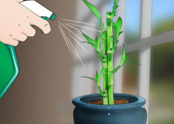 how to cure bamboo for construction