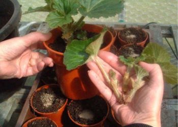 begonia tubers propagation