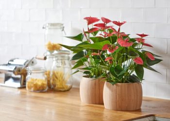 How do you take care of a brick house?