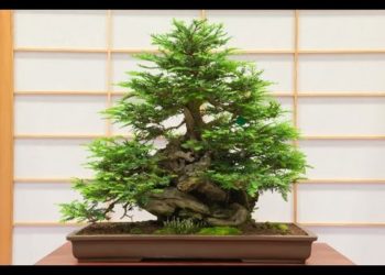 growing dawn redwood bonsai from seed