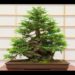growing dawn redwood bonsai from seed