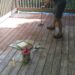 how long to dry deck stain