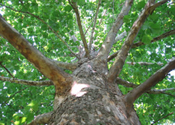 Do sycamore trees grow fast?