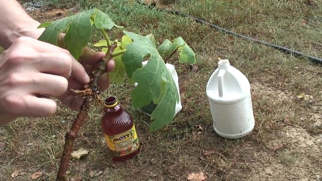 how-long-does-it-take-for-fig-cuttings-to-root