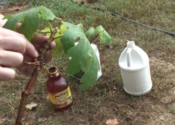 how to make fig tree cuttings
