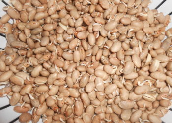 how to sprout pinto beans