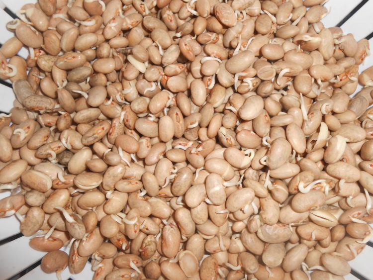 how to sprout pinto beans