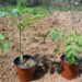 transplant shock treatment for plants