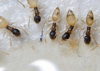 bait for ghost ants