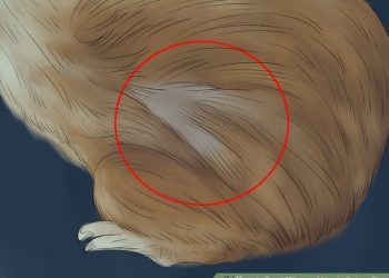 how to get rid of mites in guinea pigs