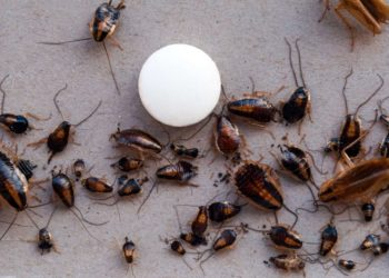 how to get rid of a heavy roach infestation