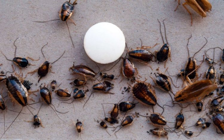 how to get rid of a heavy roach infestation
