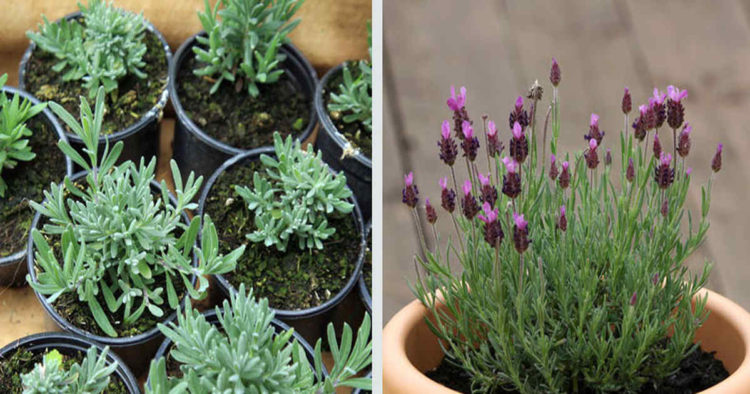 can you grow lavender inside