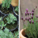 can you grow lavender inside