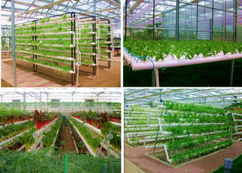 How do you grow tomatoes in PVC pipe?