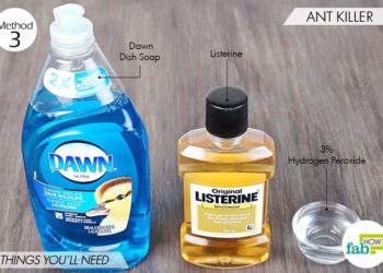 does dawn dish soap kill ants