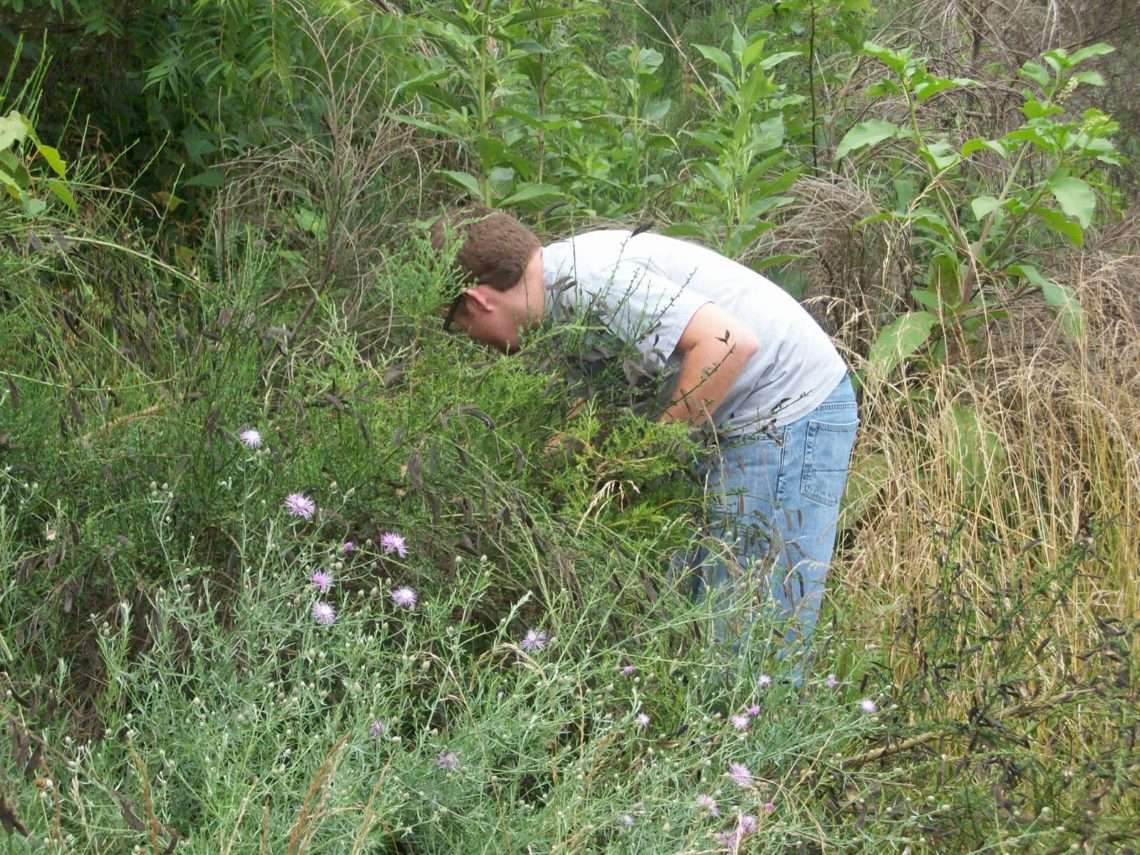 How much bubble gum does it take to kill a groundhog?