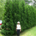 How much is a 6 foot arborvitae?