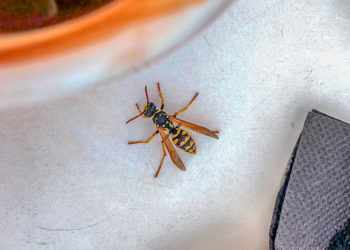 Where can I buy a wasp bomb?