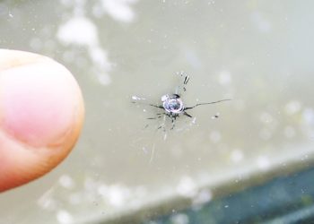 How do you fix a small crack in a windshield?