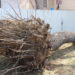 walnut tree root ball