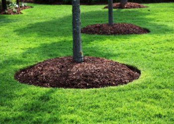 mulch bed around tree