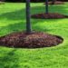 mulch bed around tree