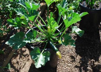 growing yellow squash in containers
