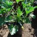 growing yellow squash in containers