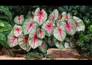 heart of jesus plant care