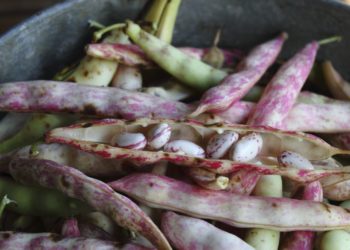 when to pick pinto beans