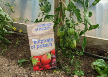 how to feed tomato plants