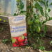 how to feed tomato plants
