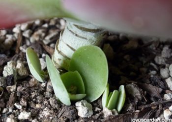 paddle plant propagation
