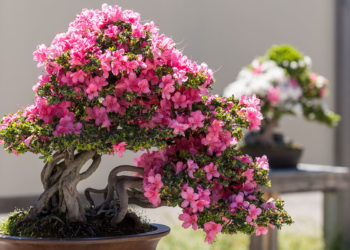 azalea plant bonsai