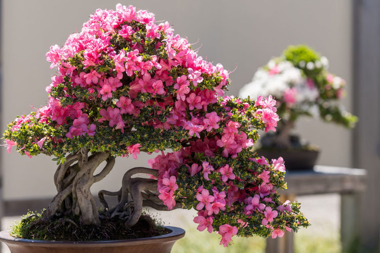 azalea plant bonsai