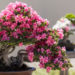 azalea plant bonsai
