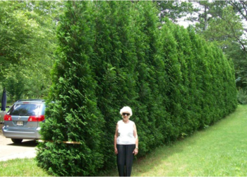 How tall and wide do arborvitae grow?