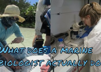 What does a Dechlorinator do?