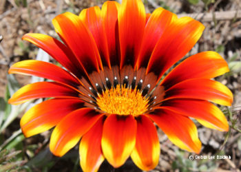 gazanias south africa
