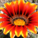gazanias south africa