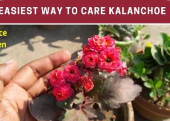 How do you take care of Marlanriana Kalanchoe?